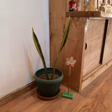 Decoración para Plantas