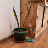 Decoración para Plantas