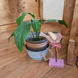 Decoración para Plantas