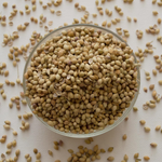 Cilantro Semilla