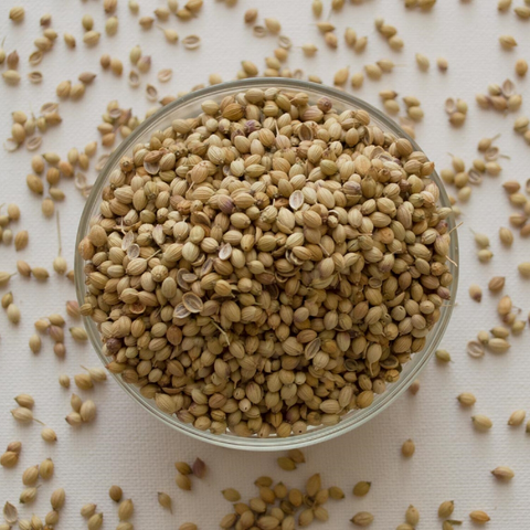 Cilantro Semilla