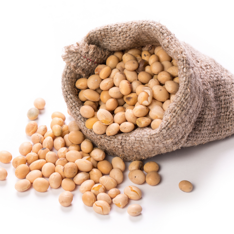 Poroto de Soya
